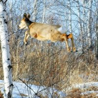 полет косули.. :: Анна 