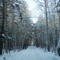 По лесной дороге :: Владимир Звягин