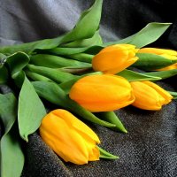 Желтые тюльпаны :: Сергей Карачин