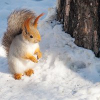 Ветер хвостик распушил :: Анатолий Иргл