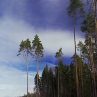 Подмосковье :: Екатерррина Полунина