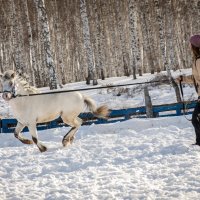 Пони - это маленькие кони.. :: Евгения Черепанова