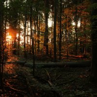 Солнце в лесу :: Alexander Andronik