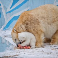 Перекус... :: Владимир Габов