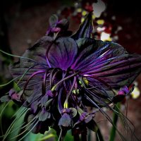 Орхидея черная :: Андрей Зайцев