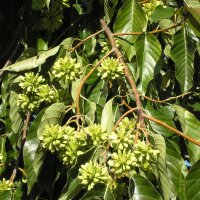 Плоды неизвестного дерева :: Булаткина Светлана 