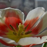 Tulips :: Tatiana Kretova