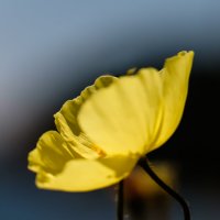 Желтые тюльпаны Байкала :: Александр Кузьмин