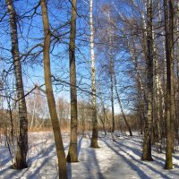 Еще в лесах белеет снег :: Андрей Лукьянов