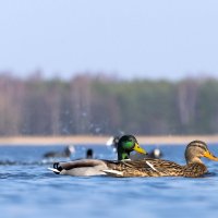 Водные прогулки :: Ramunas Einoris