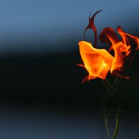 Огненный цветок :: Александр Кузьмин