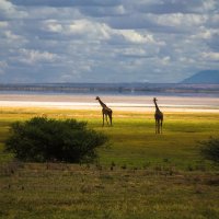 Танзания (парк Озеро Маньяра) :: Сергей Андрейчук