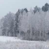 лес зимой. :: Евгения Бакулина 