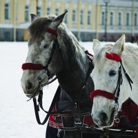 Лошадки императрицы :: Игорь Васильев