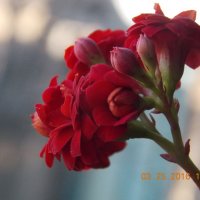 Цветы :: Anastasiay 