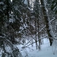 Звенигородский лес :: Николай 