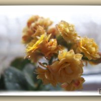 Коланхоэ(3)Это не только красиво цветущее растение.....НО и..... :: Людмила Богданова (Скачко)