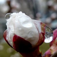 Бутон цветка урюка после дождя :: Асылбек Айманов