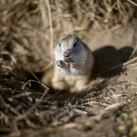 Суслик. Спасибо за семечку. :: Ольга Бродова