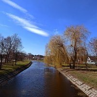 Верба :: Александр Бойко