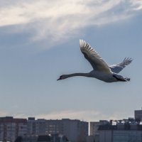 ...в небе Геленджика :: Олег Мартоник