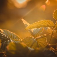 Листья малины в закатном солнце :: Иван Рыжков