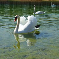 Лебеди на озере :: Galina Dzubina
