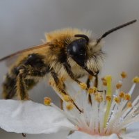 первые пчелки :: Olena 
