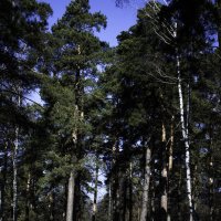 Весенний лес :: Demure Nastya Голубева