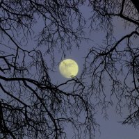 Лунный вечер :: Вера Моисеева