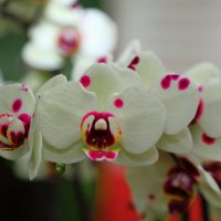 парк орхидей " утопия " :: ALEX KHAZAN