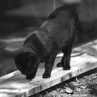 Black Cat на прогулке :: Марат Рысбеков