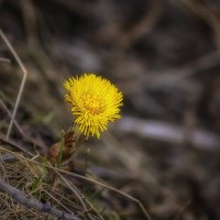 Вестники весны :: Марина Назарова