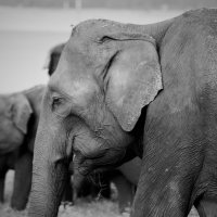 Есть поверие: слоны приносят счастье! :: Наталья Казакевич