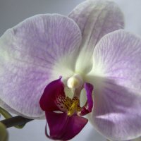 Орхидея :: Aнна Зарубина