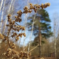 Весна в осенних красках :: Длинный Кот