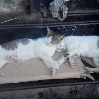 кошки на отдыхе :: maikl falkon 