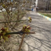 Весна на Ковалихе :: Mary Коллар