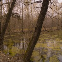 В апреле :: Наталья Лакомова