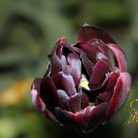 черный тюльпан :: Елена Константиниди