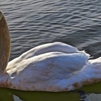 Белая лебедь - подруга ВЕСНЫ .... :: Серёжа Стрельников