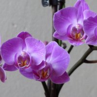 комнатная орхидея. :: Пётр Беркун