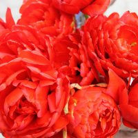Бархатные тюльпаны. :: Валентина ツ ღ✿ღ
