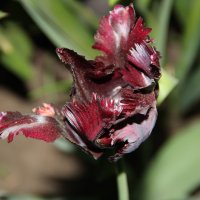 махровый черный тюльпан :: Елена Константиниди