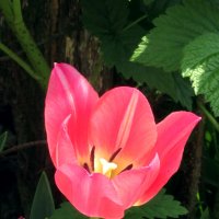 Сегодня в моем саду были замечены новые виды тюльпанов )) :: НаталиЯ ***