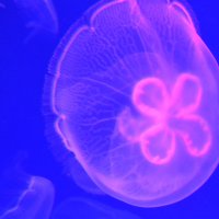 медуза :: Валентина Папилова