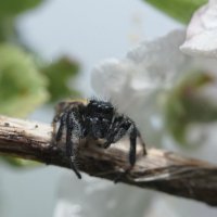 Взгляд паука :: Balakhnina Irina