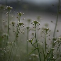 весенние,  полевые цветы :: Lana Kasiková