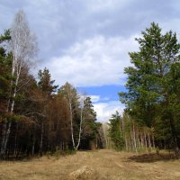 Смешанный лес. :: Мила Бовкун