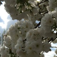 Sakura cvetjet! :: ludmila Varum 